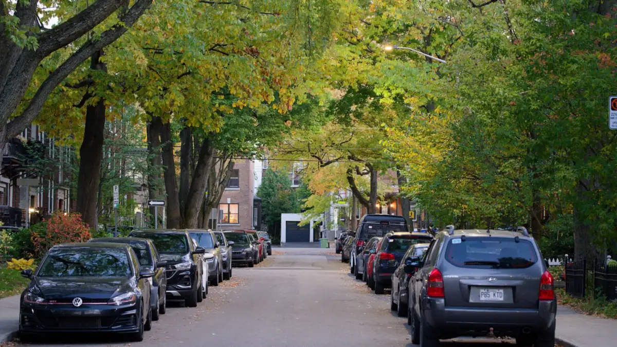 Residential street lined with parked cars under a canopy of autumn trees